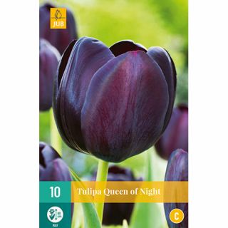 Tulipa Queen of Night - 10 st.