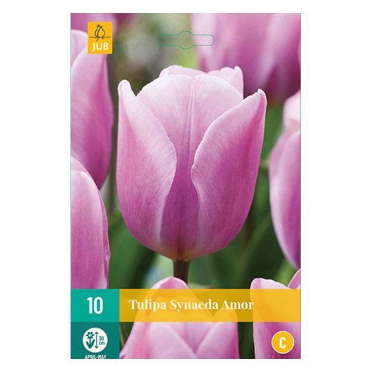 Tulipa Synaeda Amor - 10 st.