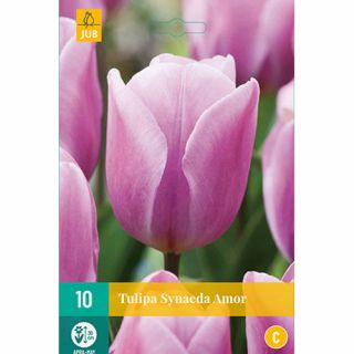 Tulipa Synaeda Amor - 10 st.