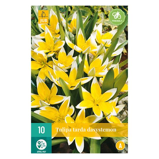 Tulipa Tarda - 10 st.