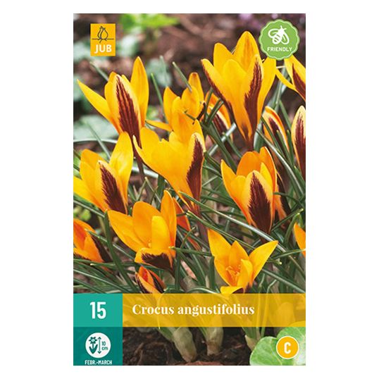 Crocus angustifolius - 15 st.