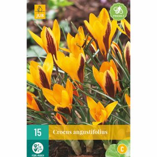 Crocus angustifolius - 15 st.