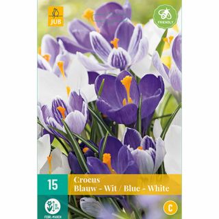 Crocus blauw/wit - 15 st.