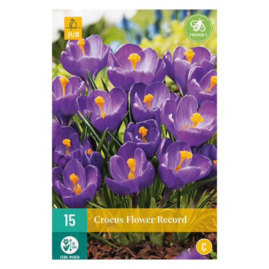 Crocus Flower Record - 15 st.