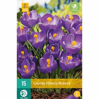 Crocus Flower Record - 15 st.