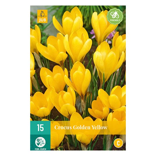 Crocus Golden Yellow - 15 st.