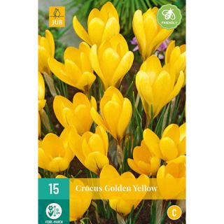 Crocus Golden Yellow - 15 st.