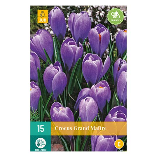 Crocus Grand Maitre - 15 st.