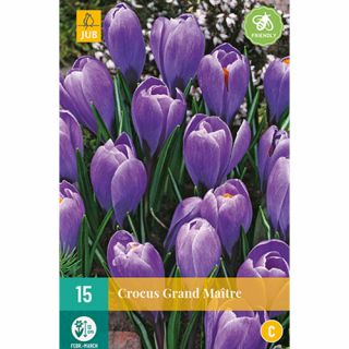 Crocus Grand Maitre - 15 st.