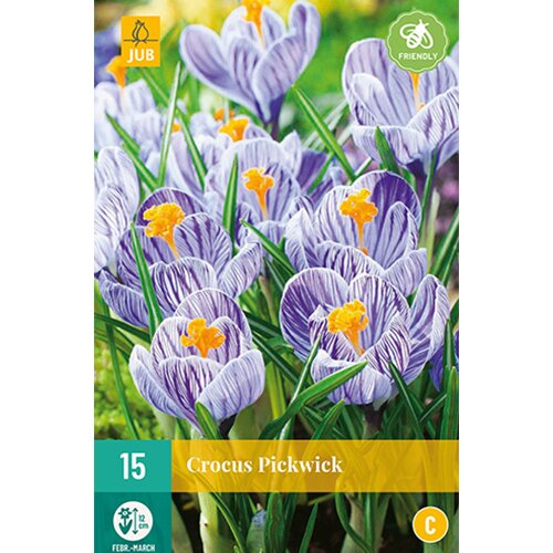 Crocus Pickwick - 15 st.