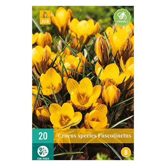 Crocus Fuscotinctus - 20 st.