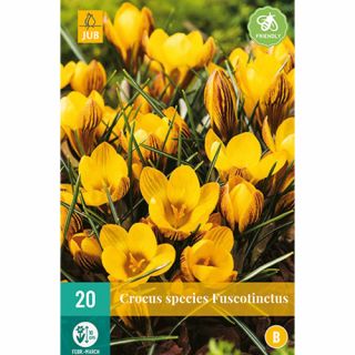 Crocus Fuscotinctus - 20 st.