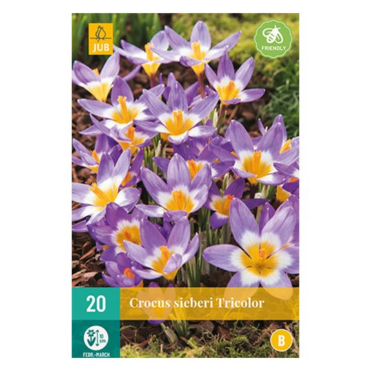 Crocus sieberi Tricolor - 20 st.