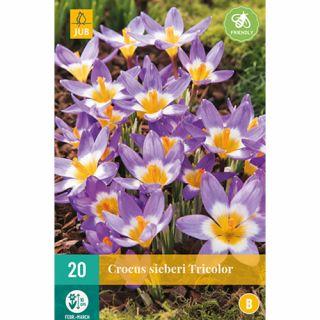 Crocus sieberi Tricolor - 20 st.