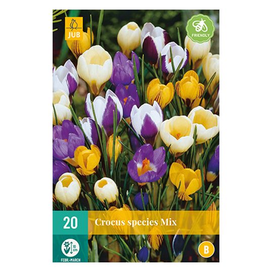 Crocus species mix - 20 st.