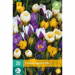 Crocus species mix - 20 st.