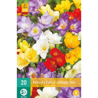 Freesia enkel mix - 20 st.