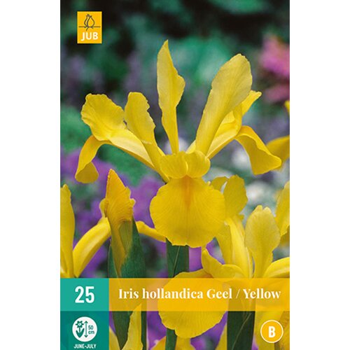 Iris hollandica geel - 25 st.