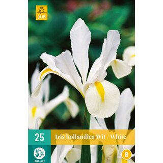 Iris hollandica wit - 25 st.