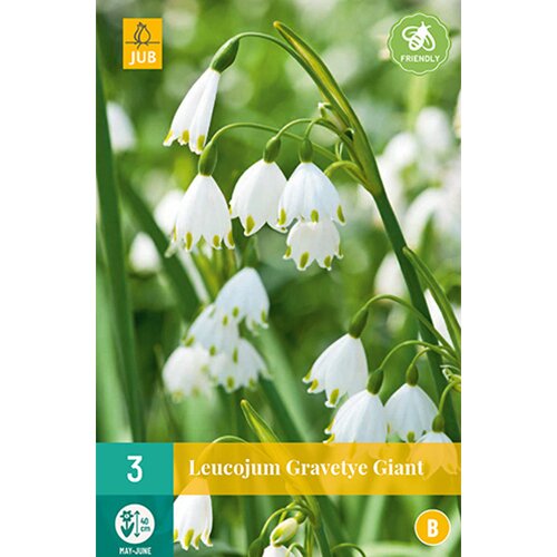 Leucojum Gravetye Giant - 3 st.