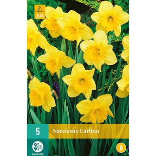 Narcissus Carlton - 5 st.