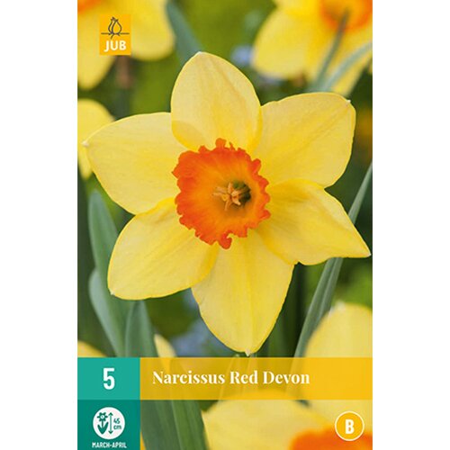 Narcissus Red Devon - 5 st.