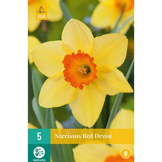 Narcissus Red Devon - 5 st.