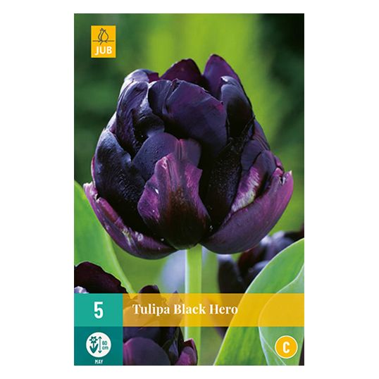 Tulipa Black Hero - 7 st.