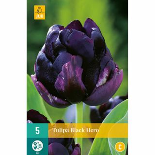 Tulipa Black Hero - 7 st.