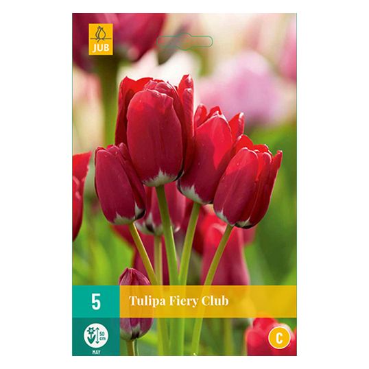 Tulipa Fiery Club - 5 st.