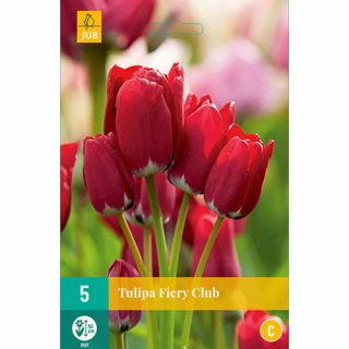 Tulipa Fiery Club - 5 st.