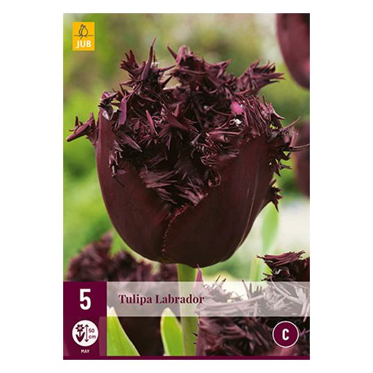 Tulipa Labrador - 5 st.