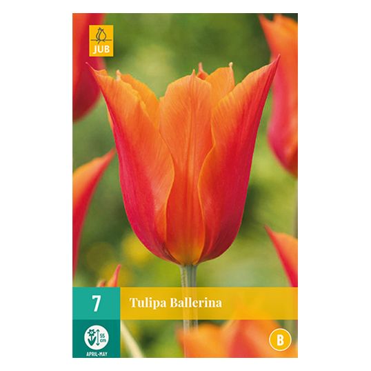 Tulipa Ballerina - 7 st.