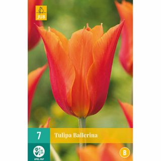 Tulipa Ballerina - 7 st.