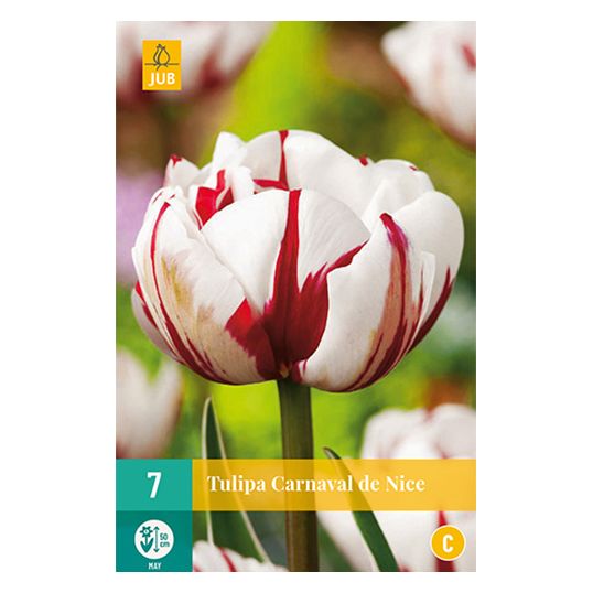 Tulipa Carnaval de Nice - 7 st.