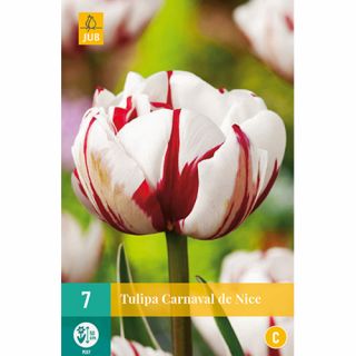 Tulipa Carnaval de Nice - 7 st.