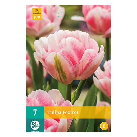 Tulipa Foxtrot - 7 st.