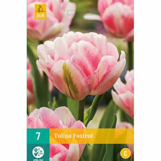 Tulipa Foxtrot - 7 st.