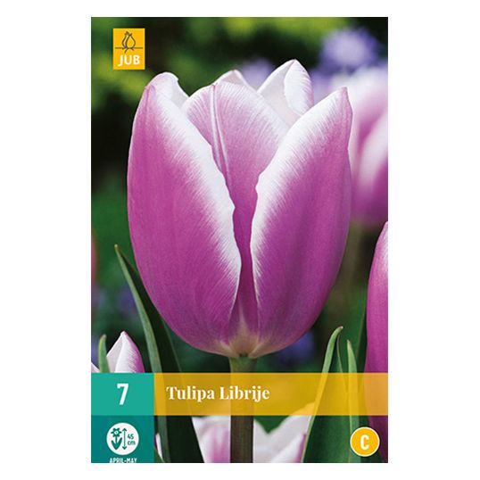 Tulipa Librije - 7 st.