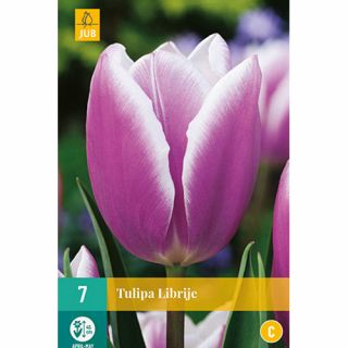 Tulipa Librije - 7 st.