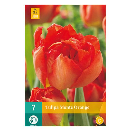 Tulipa Monte Orange - 7 st.