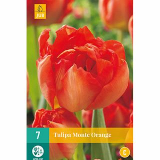 Tulipa Monte Orange - 7 st.