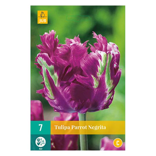 Tulipa Parrot Negrita - 7 st.