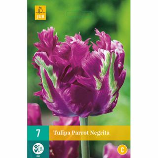 Tulipa Parrot Negrita - 7 st.