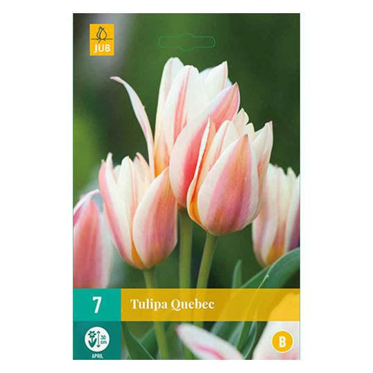 Tulipa Quebec - 7 st.