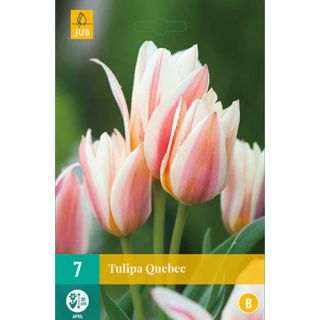 Tulipa Quebec - 7 st.