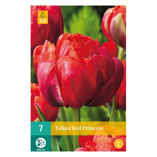 Tulipa Red Princess - 7 st.