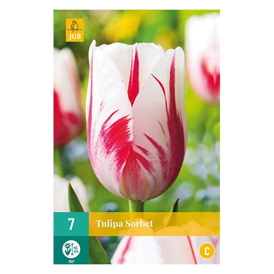 Tulipa Sorbet - 7 st.