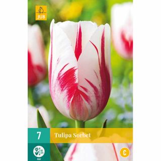 Tulipa Sorbet - 7 st.