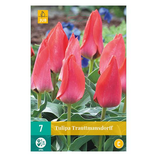 Tulipa Trauttmansdorff - 7 st.